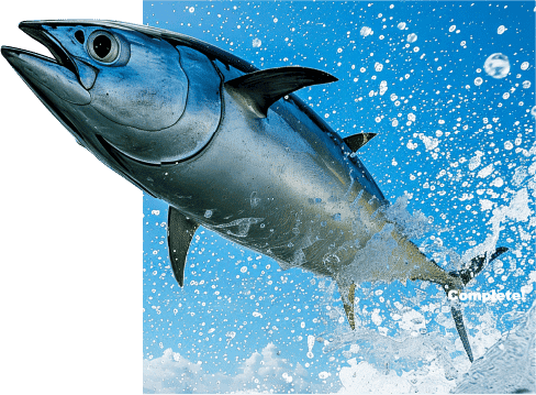 魚
