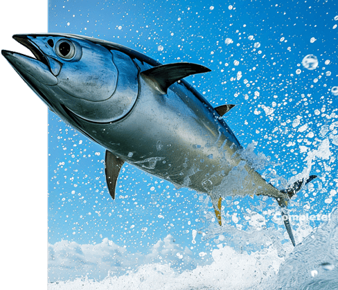 魚