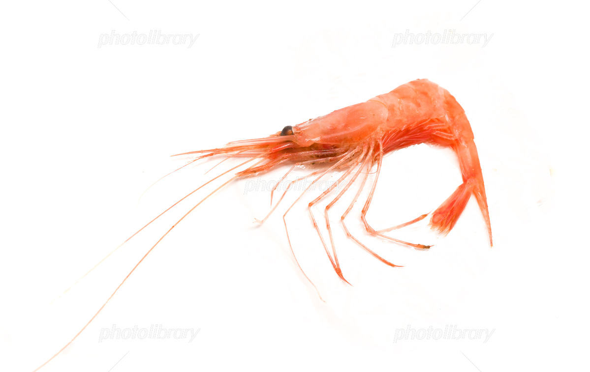 ホッコクアカエビ