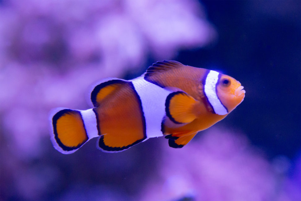 カクレクマノミ