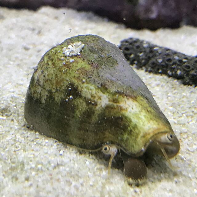 マガキガイ