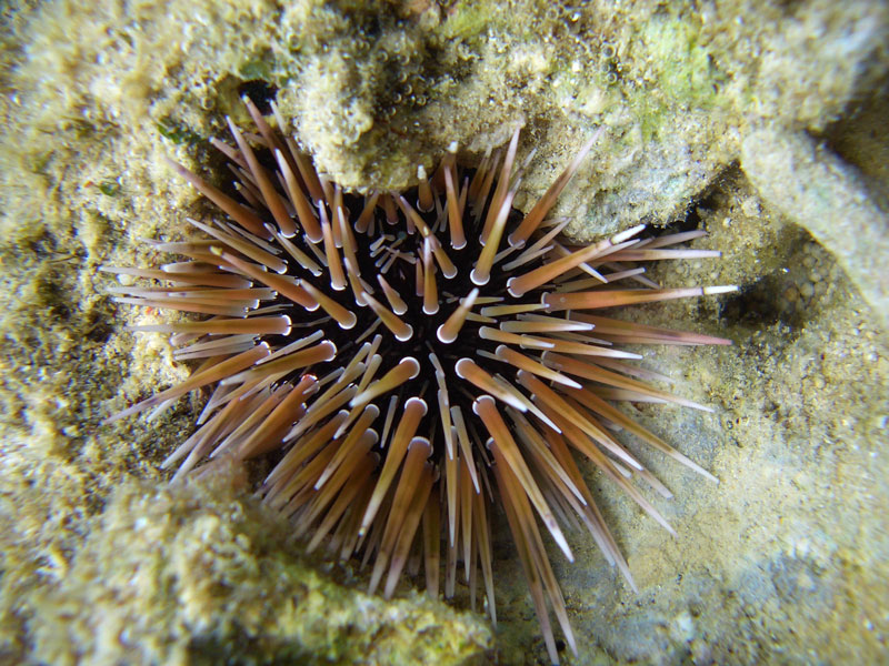 ツマジロナガウニ