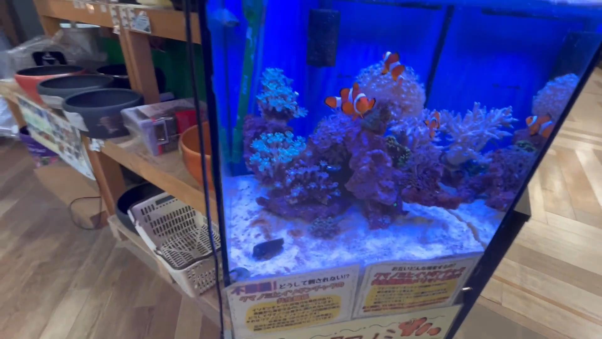 カクレクマノミ