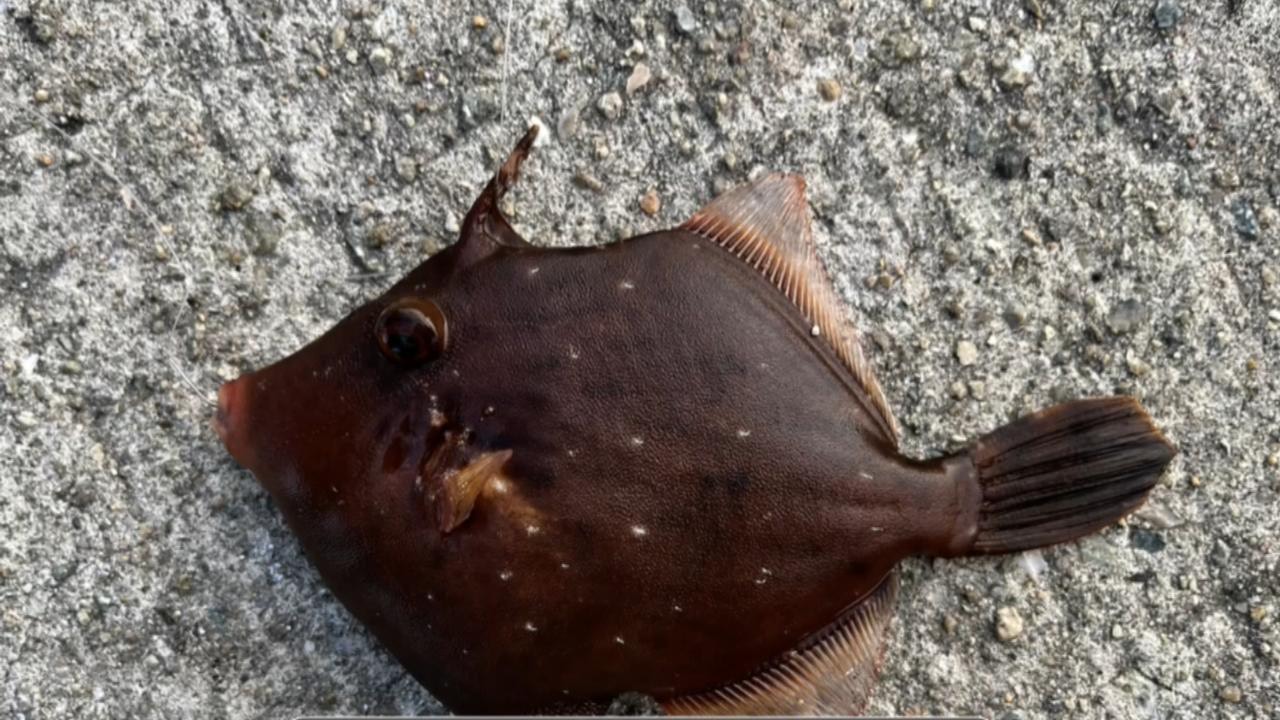 カワハギ